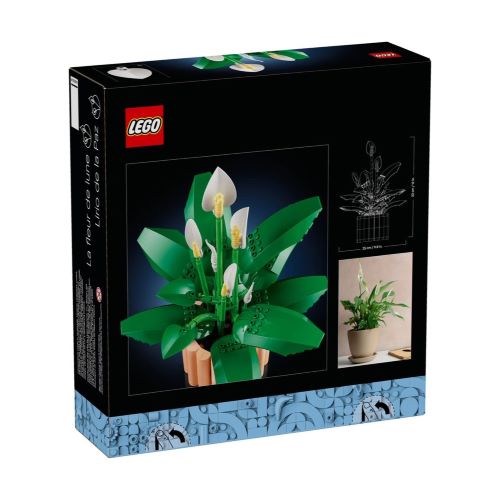 LEGO 11504 Botanicals Friedenslilie Set Rückseite der Verpackung Box mit Abmessungen der Kunstpflanze, verschiedenen Blühstadien der weißen Blüten und Wohnbeispielen.